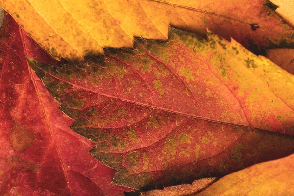 Detail Von Parthenocissus Quinquefolia Oder Virginia Creeper Herbstblättern Buntes Laub — Stockfoto