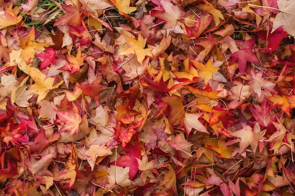 Vloeibare Ambar Boom Kleurrijke Herfst Gevallen Bladeren — Stockfoto