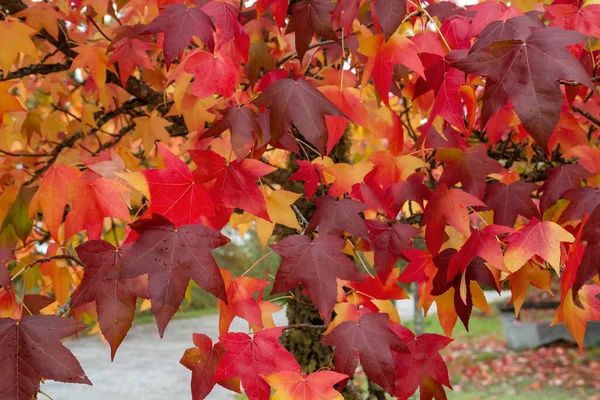 Liquidambar Strom Barevné Podzimní Listoví — Stock fotografie