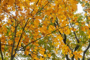 Quercus rubra kırmızı meşe yapraklı ağaç sonbahar yaprakları 
