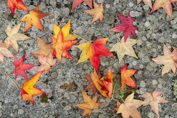 Vloeibare Ambar Boom Kleurrijke Herfst Gevallen Bladeren — Stockfoto