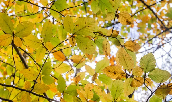 Fagus Sylvatica Οξιά Φθινοπωρινό Πολύχρωμο Φύλλωμα — Φωτογραφία Αρχείου