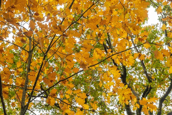 Quercus Rubra Vörös Tölgy Lombhullató Őszi Lombozat — Stock Fotó