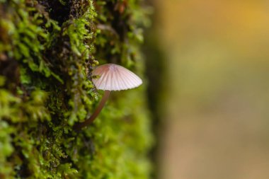 Yeşil yosun, doğa ve çevre kavramlarıyla kaplı bir ağaç gövdesinde büyüyen küçük micena mantarı, kopyalama alanı