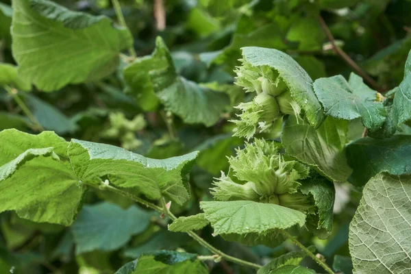 Corylus Avellana นเฮเซลน วไปท บโตรายละเอ ยดเฮเซลน — ภาพถ่ายสต็อก