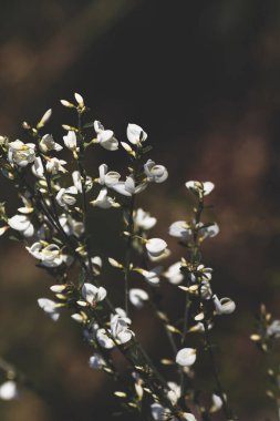 Cytisus multiflorus bembeyaz bezelye gibi çiçekler