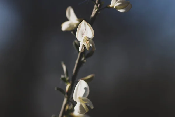 仙人掌多花白扫帚类豌豆花 — 图库照片