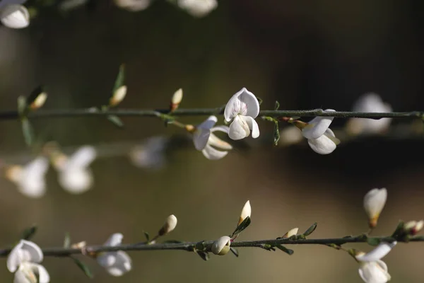 シトゥス多花序白いほうきエンドウ様の花 — ストック写真