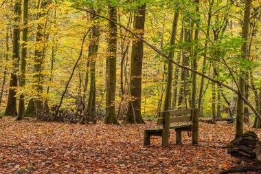 Empty wooden bench in autumnal woodland 