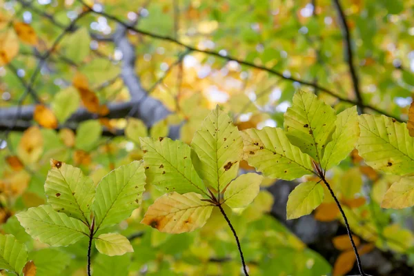 Fagus Sylvatica Faia Árvore Decídua Outonal Folhagem Colorida Perto — Fotografia de Stock