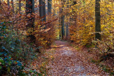Footpath in autumnal forest with deciduous trees on autumnal foliage 