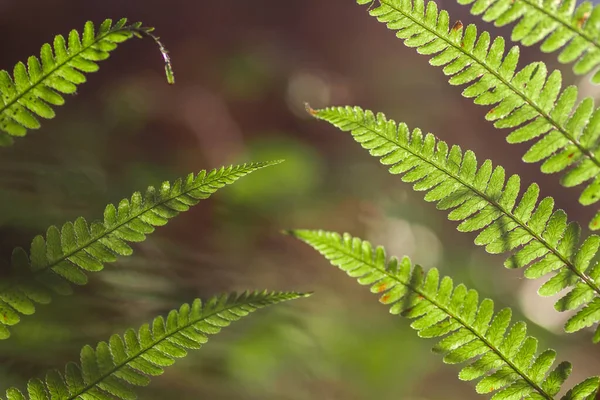 Male Fern Dryopteris Filix Mas Green Fronds Close — Stockfoto