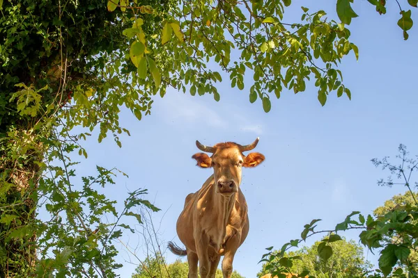 Rinder Weiden Auf Dem Land Archivbild — Stockfoto