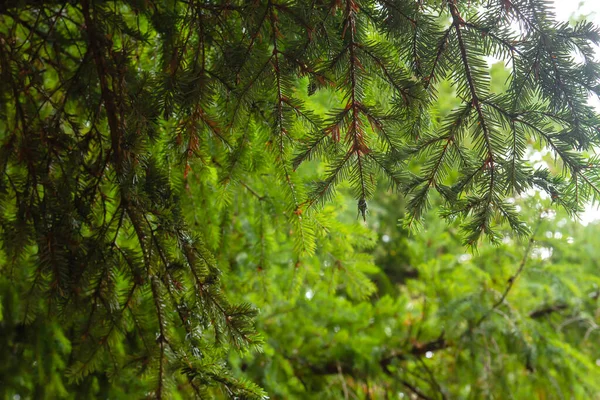Abies Alba European Silver Fir Evergreen Coniferous Tree Green Needle — Stock Photo, Image