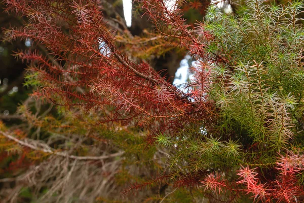 Cryptomeria Japonica Japanese Cedar Evergreen Tree Red Green Foliage Detail — Stock Photo, Image