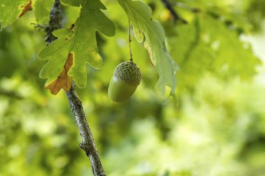 Quercus robur ya da meşe palamudu. Yaklaş.