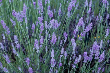 Lavanda angustifolia ya da çiçek açan lavanta çiçeği