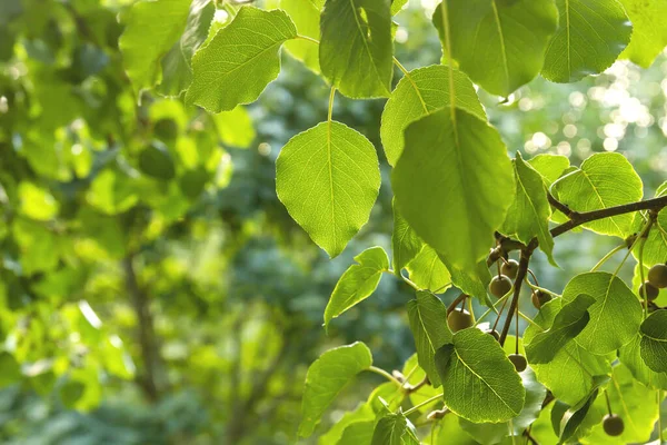 Pera Selvatica Europea Fresco Dettaglio Foglie Verdi — Foto Stock