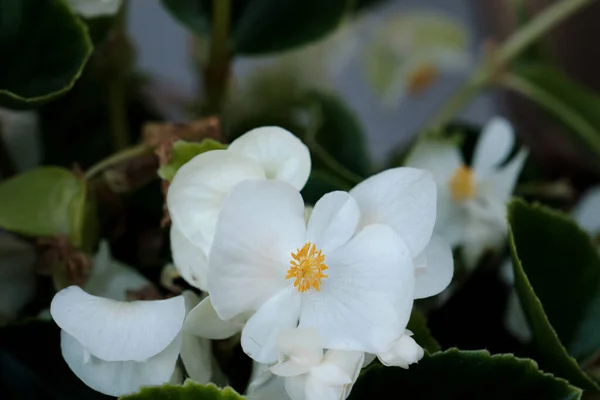 Begonia Cucullata Conhecido Como Cera Begonia Flores Brancas Florescendo — Fotografia de Stock
