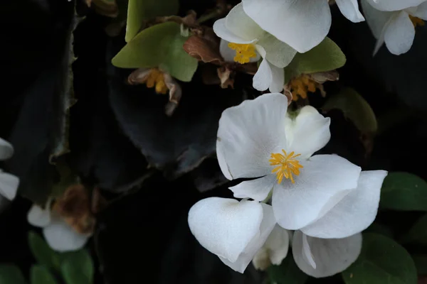 Бегония Огуречная Известная Восковая Бегония Белые Цветущие Цветы — стоковое фото