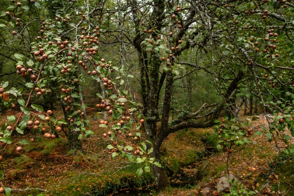 Pyrus Cordata Known Plymouth Pear Wild Tree Fruits — Stock Photo, Image