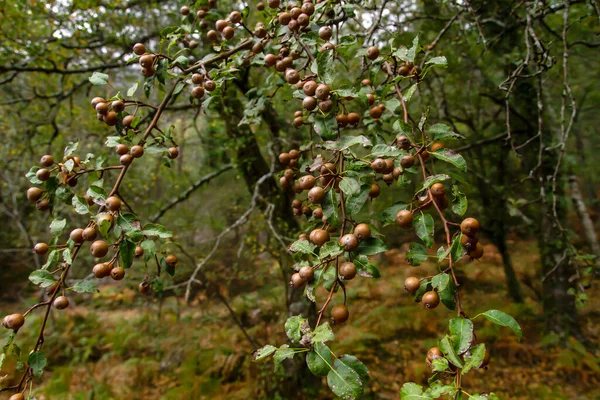 Pyrus Cordata Known Plymouth Pear Wild Tree Fruits — Stock Photo, Image