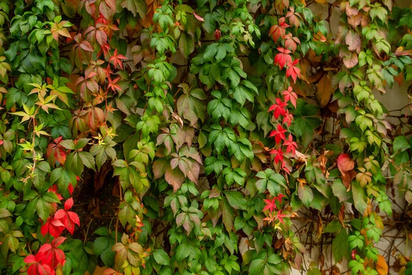 仙人掌五叶草葡萄藤秋天多彩的叶面 花园的墙 — 图库照片
