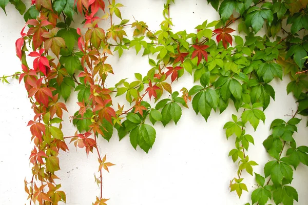 Parthenocissus Quinquefolia Druiven Wijnstok Herfst Kleurrijke Bladeren — Stockfoto