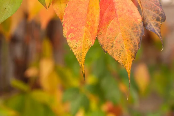 Parthenocissus Quinquefolia Druiven Wijnstok Herfst Kleurrijke Bladeren Close — Stockfoto