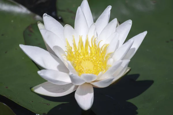 Nymphaea Alba Conhecido Como Lírio Branco Europeu Flor Flutuante Branca — Fotografia de Stock