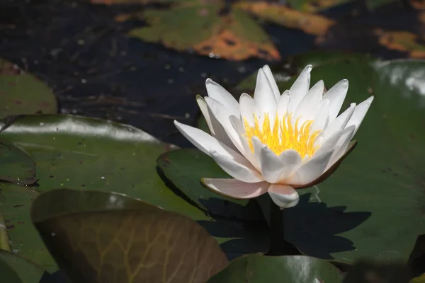 Німфея Альба Відома Біла Лілійна Квітка — стокове фото