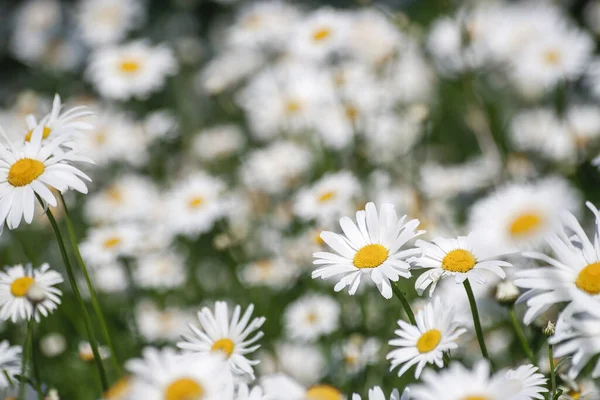 Leucanthemum Vulgare Fiori Bianchi Margherita Occhio Bue Fiore — Foto Stock