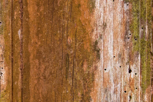 Old Rustic Weathered Wooden Texture Damp Woodworm Holes —  Fotos de Stock