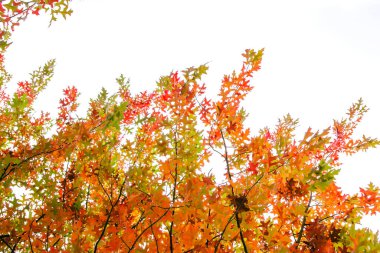 Quercus palustris iğnesi meşe ağacı tipik sonbahar renkli yapraklı yapraklar.