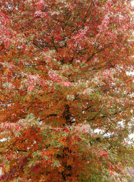 Quercus Palustris Pino Carvalho Típico Outonal Colorido Folha Caduca — Fotografia de Stock