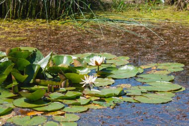Nymphaea alba Avrupa beyaz su zambağı olarak bilinir. 