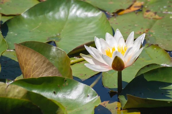 Nymphaea Alba Conhecida Como Flor Lírio Água Branca Europeia Florescendo — Fotografia de Stock