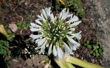 Agapanthus praecox Nil çiçeğinin zambağı olarak bilinir.