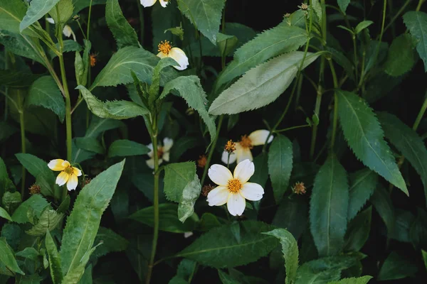 Bidens Aurea Arizona Mendigos Flores Amarillentas Blancas — Foto de Stock