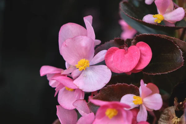 Begonia Cucullata Conocida Como Begonia Cera Rosa Flores Florecientes Cerca — Foto de Stock