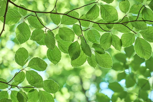 Detail Fagus Sylvatica Beech Tree Fresh Green Springtime Foliage Stock Image