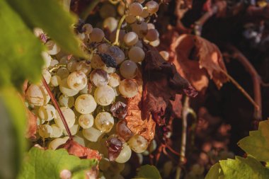 İspanya, La Mancha 'da şarap üretim çiftliğinde Vitis vinifera greyfurtu olgunlaşmış meyveler