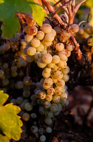 Vitis Vinifera Weinrebe Reife Früchte — Stockfoto