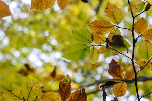 Fagus sylvatica or european beech tree autumnal colored foliage