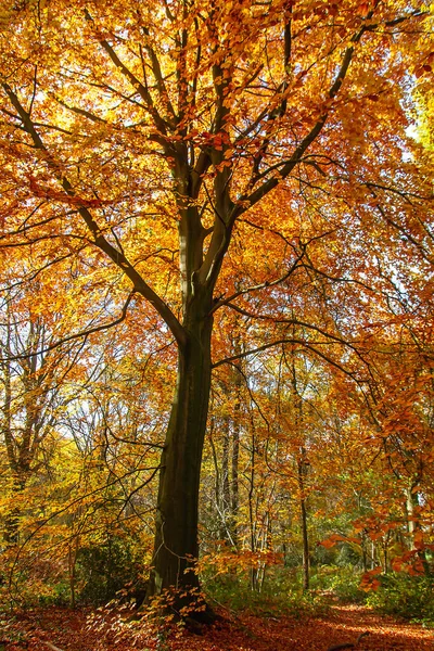 Fagus sylvatica or european beech tree with autumnal colored foliage