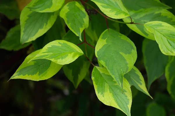 Cornus Alba Der Sibirische Hartriegel Grün Gefärbte Blätter Detail — Stockfoto