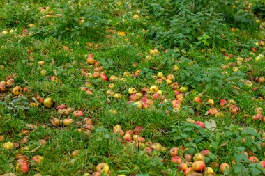 Malus evcil elma ağaçları taze yeşil çimenlerin üzerine olgun meyveler düştü. 