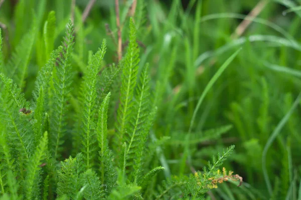 Friss Zöld Achillea Millefolium Közös Cickafark Szárak Közeli — Stock Fotó