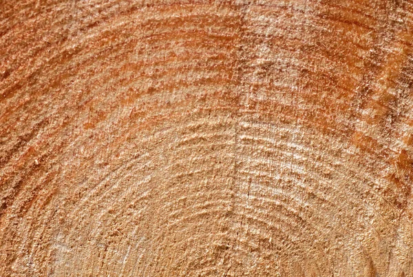 松木树圈纹理的细部 — 图库照片