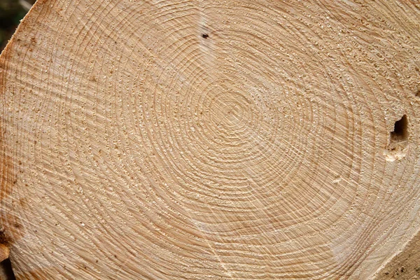 Detail Textury Borovicového Dřeva — Stock fotografie